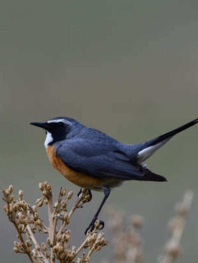 Bionic ear app for bird identification